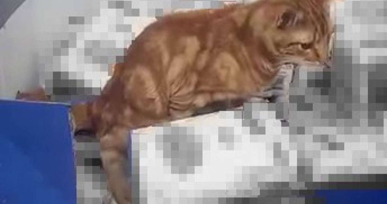 Mağazada ürəkbulandıran görüntülər -  VİDEO