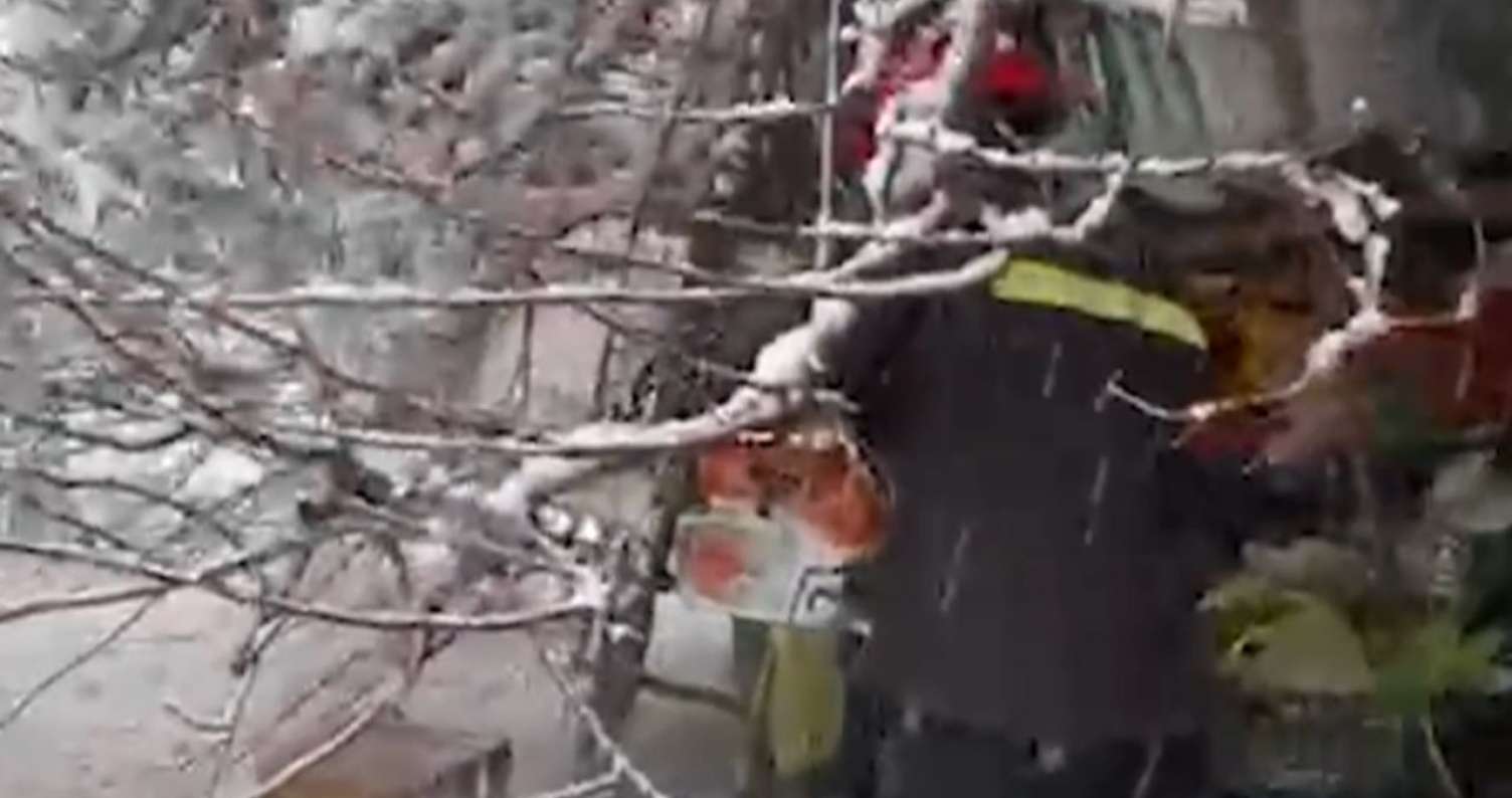 60 yaşlı qadının üzərinə ağac aşdı -  VİDEO