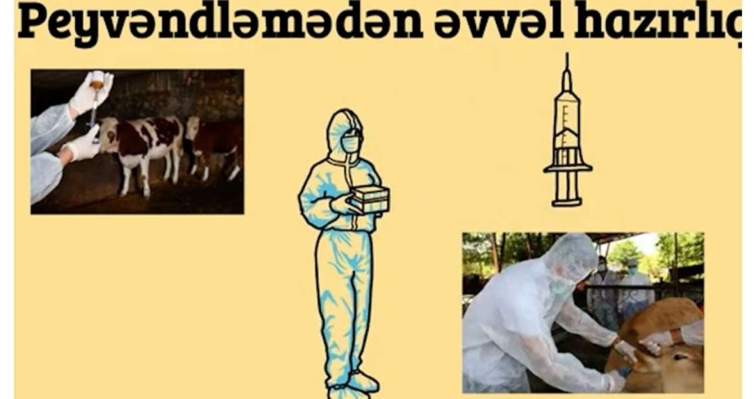 Heyvanlar necə peyvənd olunur? -  VİDEO