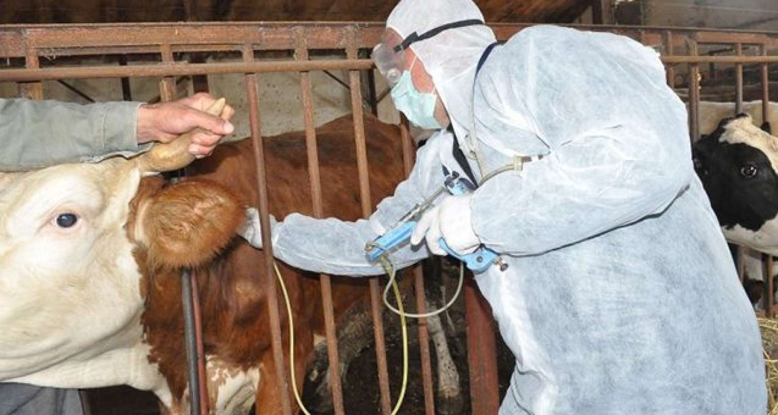 Dabaq xəstəliyi nə dərəcədə qorxuludur? -  Həkimdən açıqlama