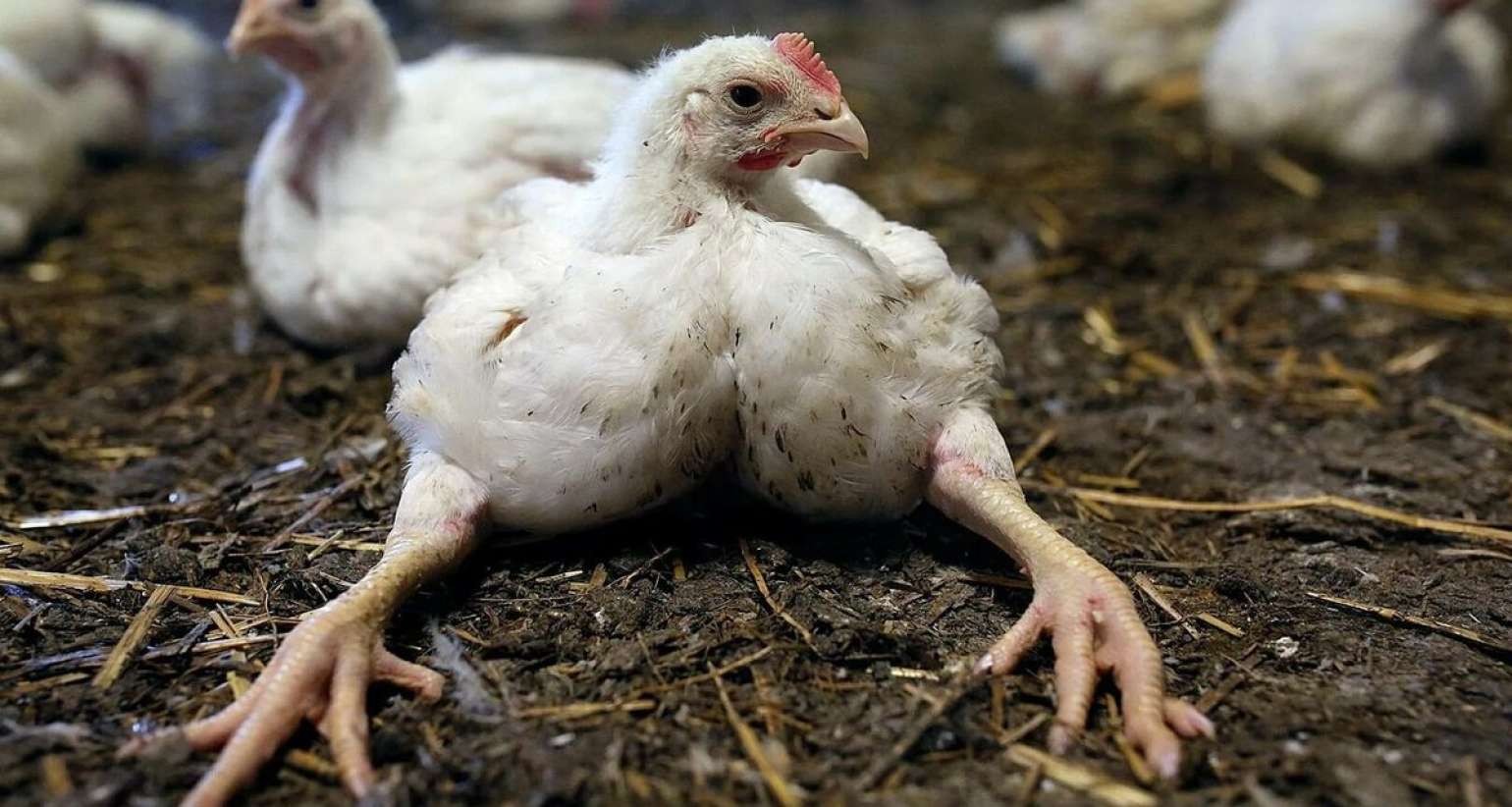 Broyler toyuqlarının orqanizmə    - 7 zərərli təsiri  - DƏHŞƏTLİ FAKTLAR