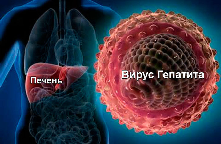 Xroniki hepatitlərdə yüksək dozalı vitamin C ilə müalicə -  Müsbət təsirləri