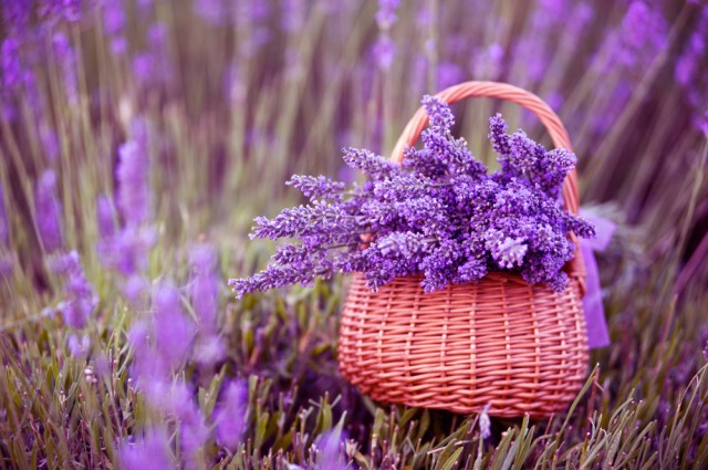 gözəl ətri ilə yanaşı dərdlərə dərmandır - Vannasını qəbul edin... Lavanda: 