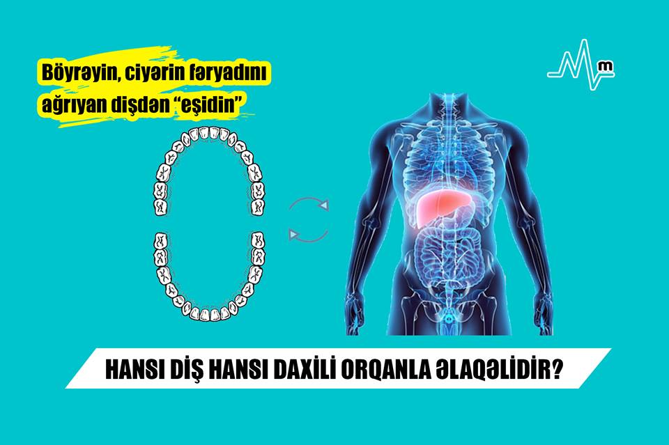  - Böyrəyin, ciyərin fəryadını ağrıyan dişdən “eşidin” HANSI DİŞ HANSI DAXİLİ ORQANLA ƏLAQƏLİDİR?