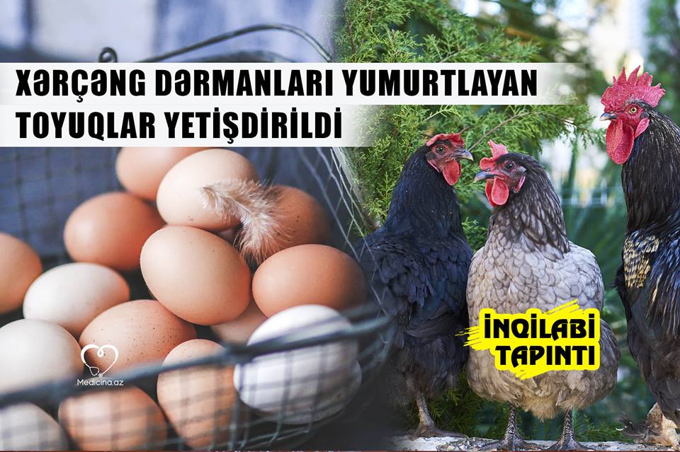  - Bu toyuqlar xərçəng dərmanları yumurtlayacaq! İNQİLABİ TAPINTI