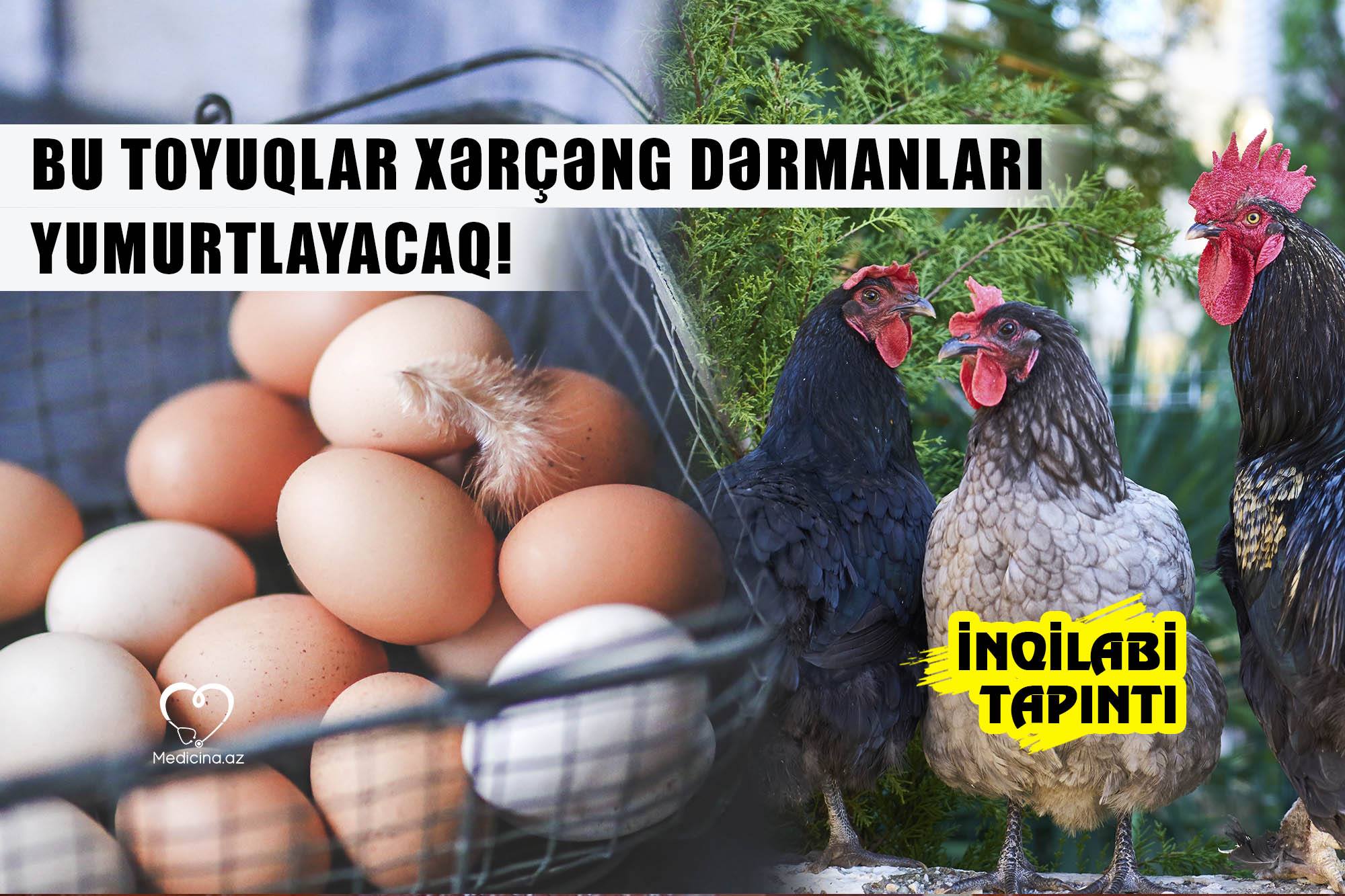  - Bu toyuqlar xərçəng dərmanları yumurtlayacaq! İNQİLABİ TAPINTI