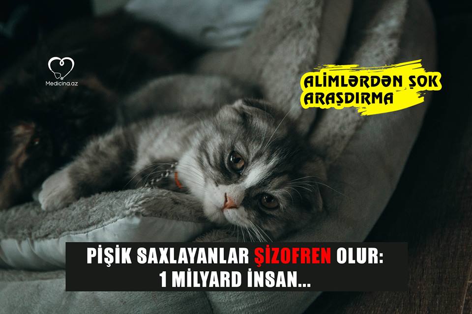 Pişik saxlayanlar şizofren olur: 1 milyard insan... -  ALİMLƏRDƏN ŞOK ARAŞDIRMA