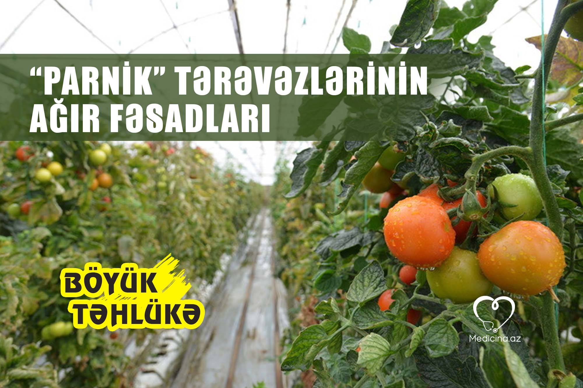 Parnik tərəvəzlərindən gələn təhlükə -  VİDEO