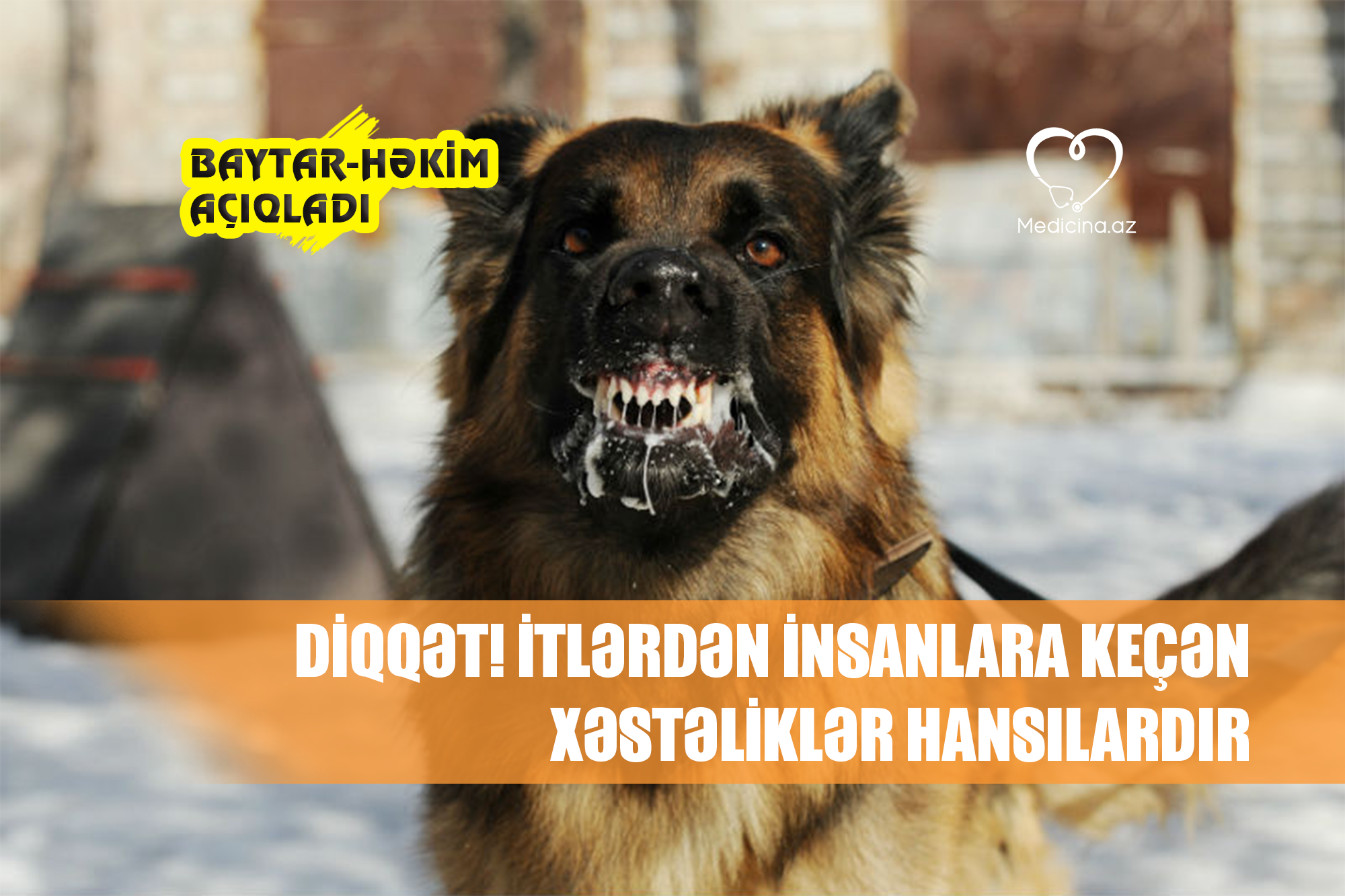 itlərdən insanlara keçən xəstəliklər hansılardır? - BAYTAR HƏKİM AÇIQLADI DİQQƏT: 