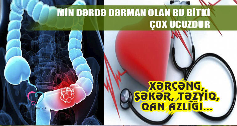 Xərçəng, şəkər, təzyiq, qan azlığı…  – MİN DƏRDƏ DƏRMAN OLAN BU BİTKİ ÇOX UCUZDUR