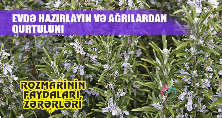 Evdə hazırlayın və ağrılardan qurtulun!  – ROZMARİNİN FAYDALARI, ZƏRƏRLƏRİ