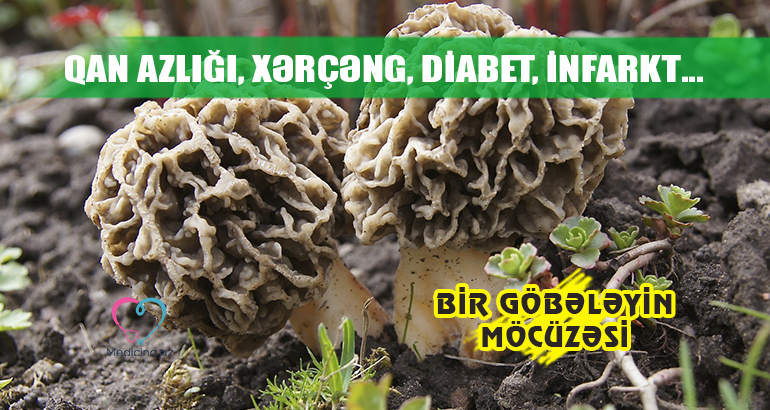 Qan azlığı, xərçəng, diabet, infarkt…  - BİR GÖBƏLƏYİN MÖCÜZƏSİ