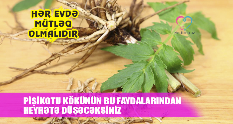 Pişikotu kökünün bu faydalarından heyrətə düşəcəksiniz  – HƏR EVDƏ MÜTLƏQ OLMALIDIR