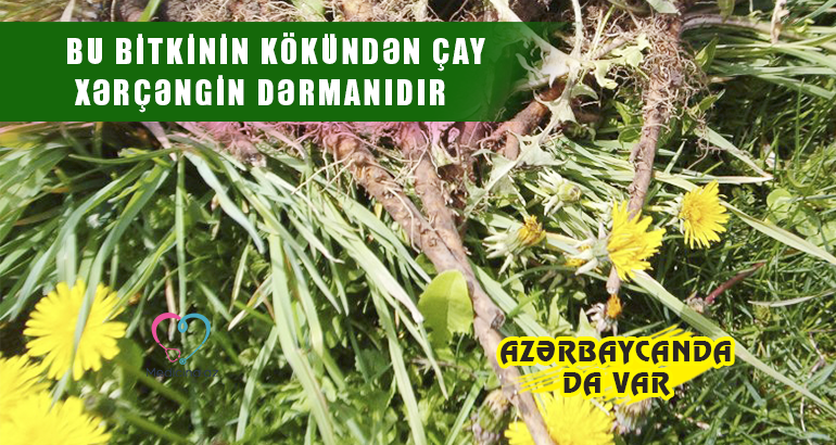 Bu bitkinin kökündən çay xərçəngin dərmanıdır –  Azərbaycanda da var