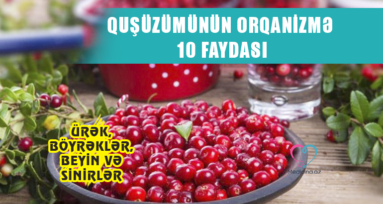 Quşüzümünün orqanizmə 10 faydası –  Ürək, böyrəklər, beyin və sinirlər