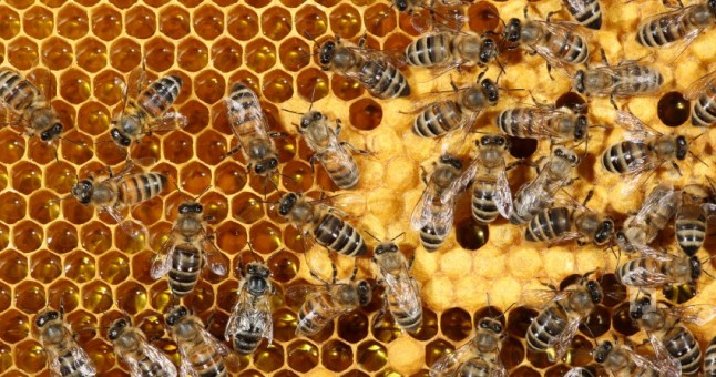 Allergik xəstəliklərdən sağalmaq üçün arı pətəyi havası ilə nəfəs alın 