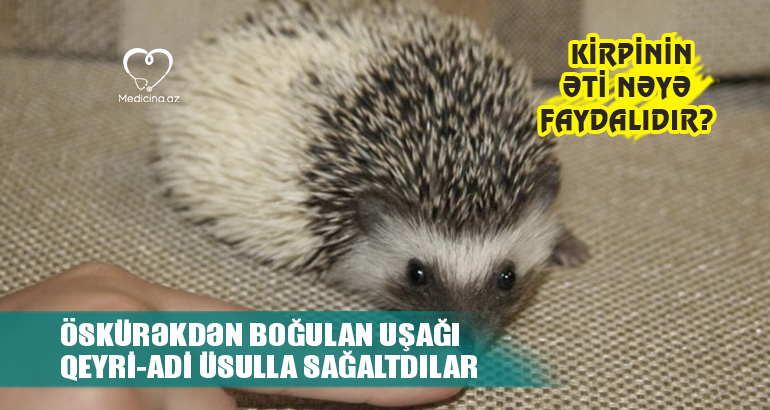 Öskürəkdən boğulan uşağı qeyri-adi üsulla sağaltdılar  – Kirpinin əti nəyə faydalıdır?