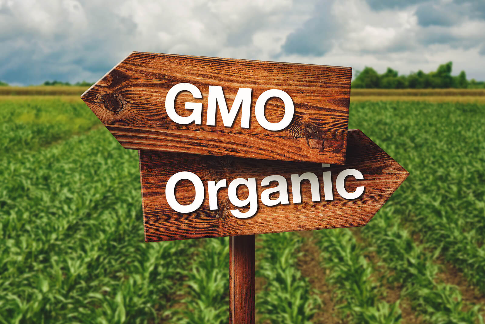 GMO olunmuş qidaların siyahısı 