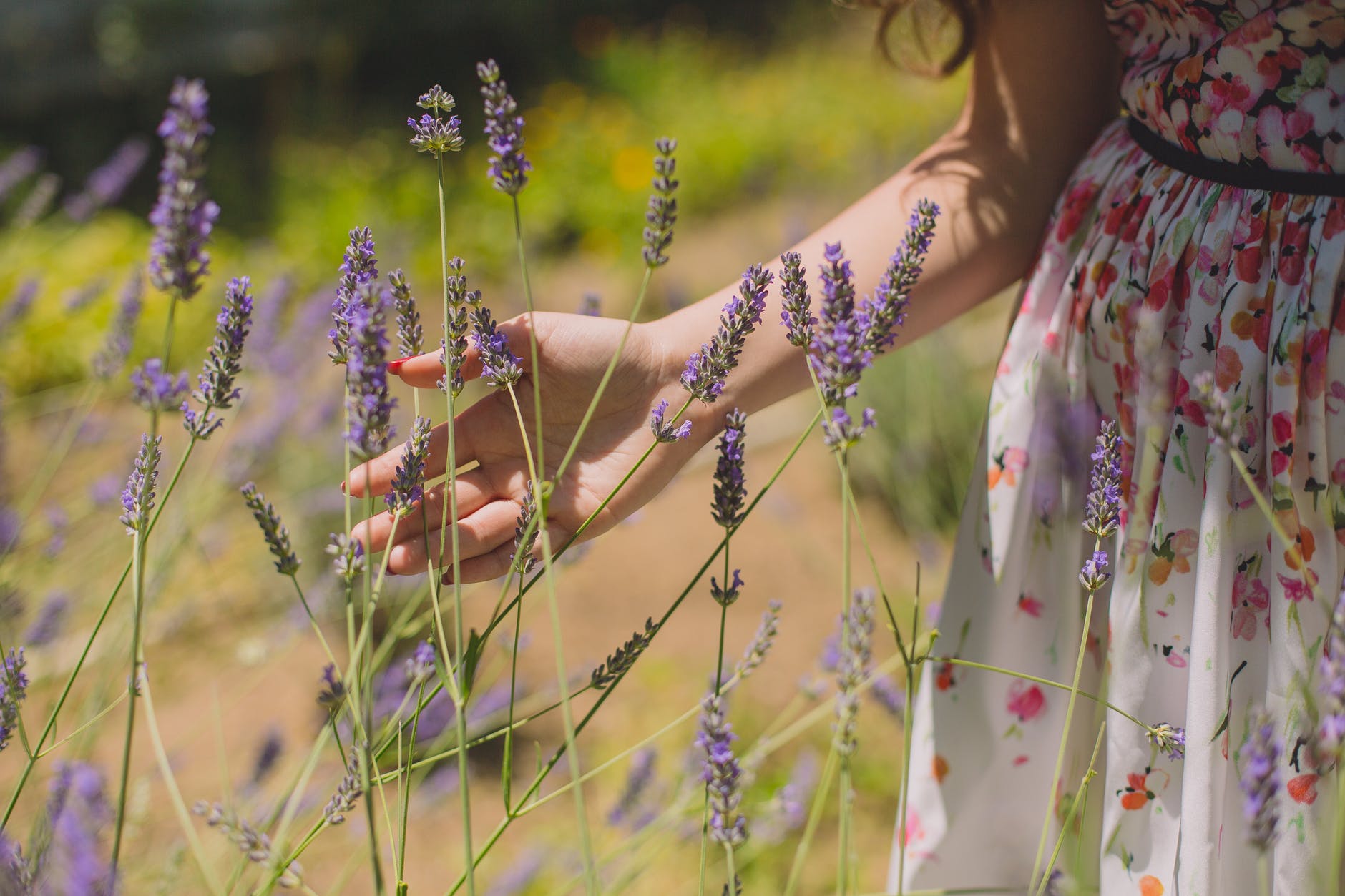 Revmatizm xəstəliyi, miqren tutmaları... LAVANDA YAĞININI MÖCÜZƏVİ FAYDALARI