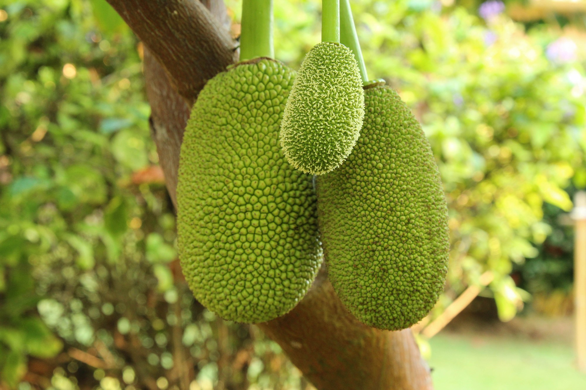  Dünyanın ağacda yetişən ən böyük meyvəsi-Jackfruit -  FAYDALARI