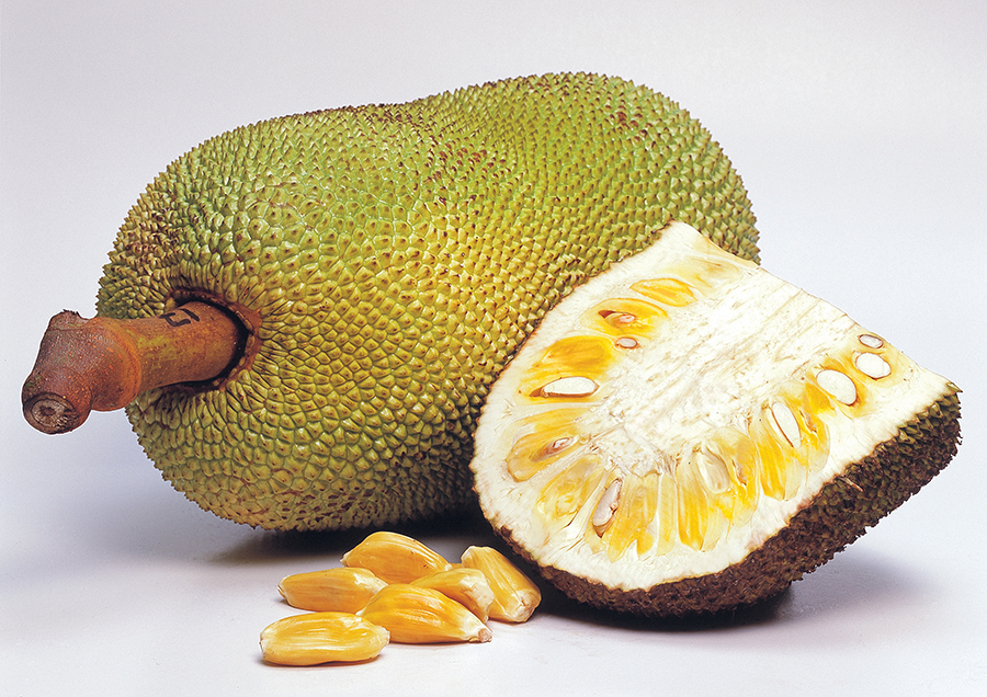  Dünyanın ağacda yetişən ən böyük meyvəsi-Jackfruit -  FAYDALARI