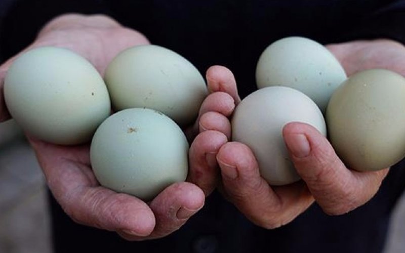 Biri 5 manata satılan yaşıl yumurta Azərbaycanda–  Ağdan fərqi nədir? – ARAŞDIRMA