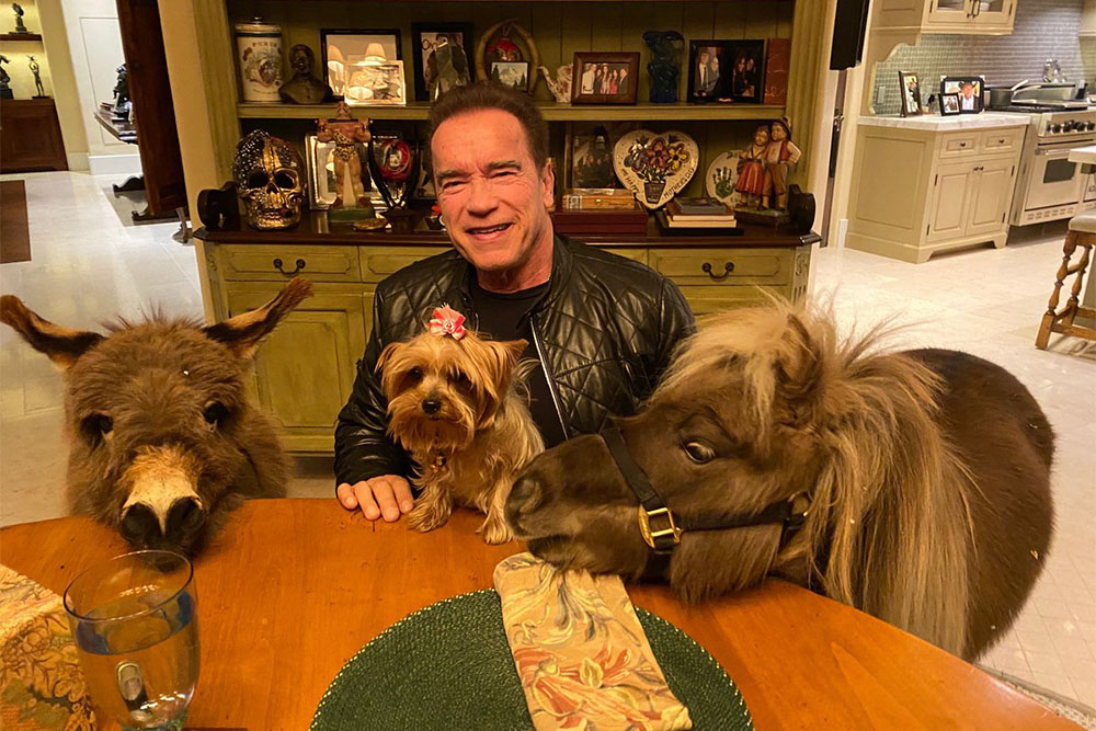 "Terminator"  karantini eşşəklə keçirir  – FOTO