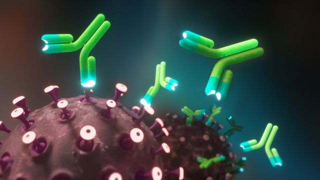 Antitellər koronavirusa təkrar yoluxmadan  qorumur  – ALİMLƏR