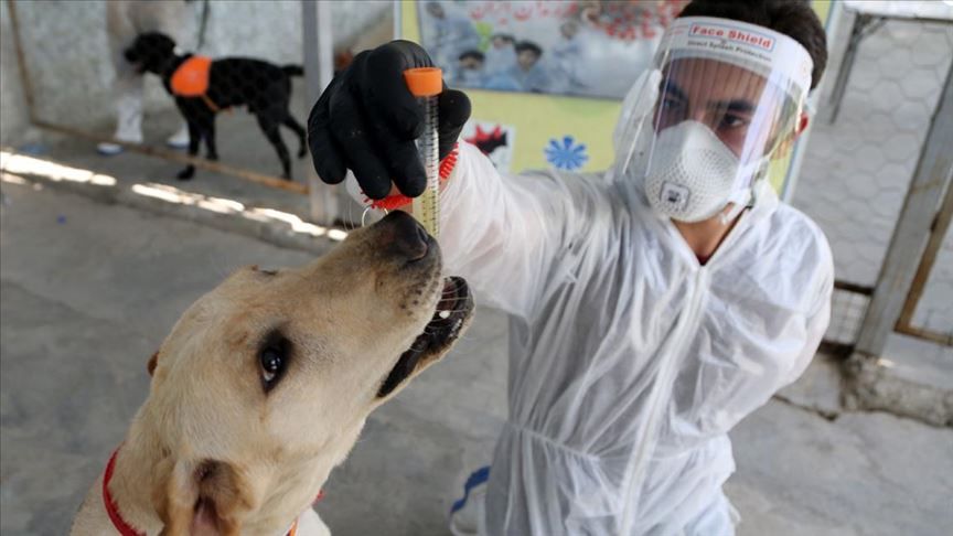 Bu ölkədə koronavirus xəstələrini itlər aşkarlayacaq 