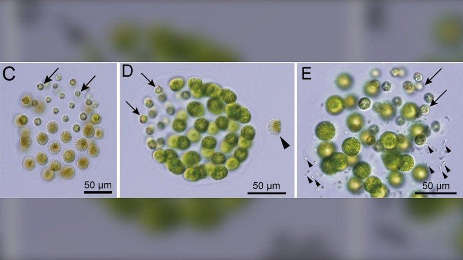 Dünyada ilk -  Üçüncü cins biseksual orqanizm aşkarlandı