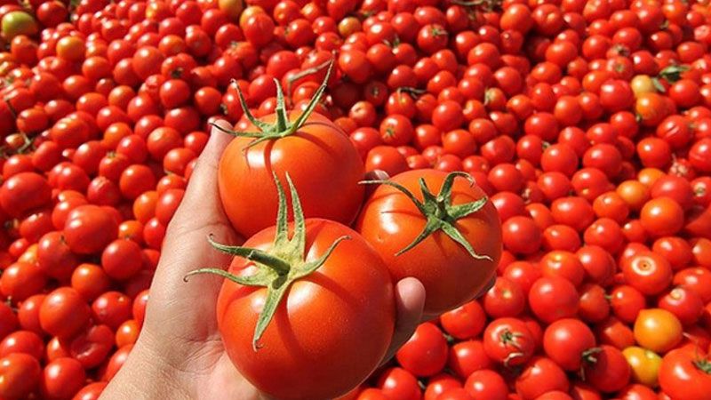 Tərkibində vaksin olan pomidorlar yetişdirilir 