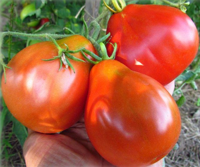 Yüksək təzyiqi salan xüsusi pomidor  satışa çıxarıldı