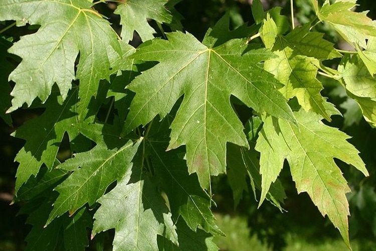 Çinar yarpaqları dizlərdə ağrını sağaldır   -  Artrozun dərmanı