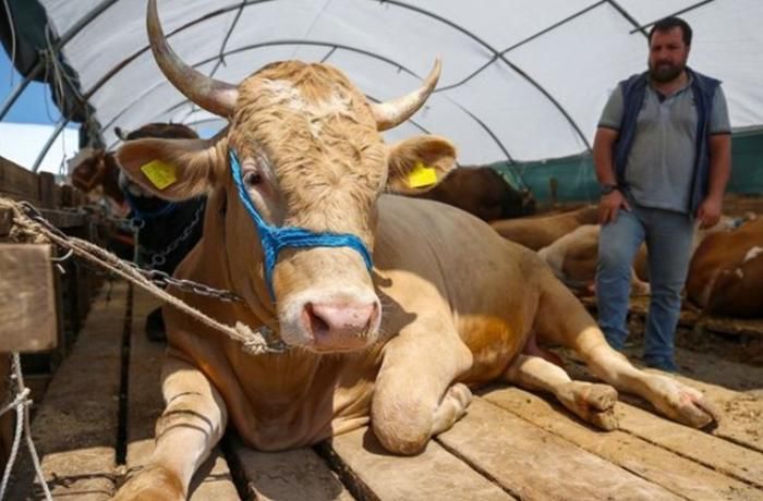 Qurban bayramında kəsilən heyvanların dəriləri   Avropaya göndəriləcək