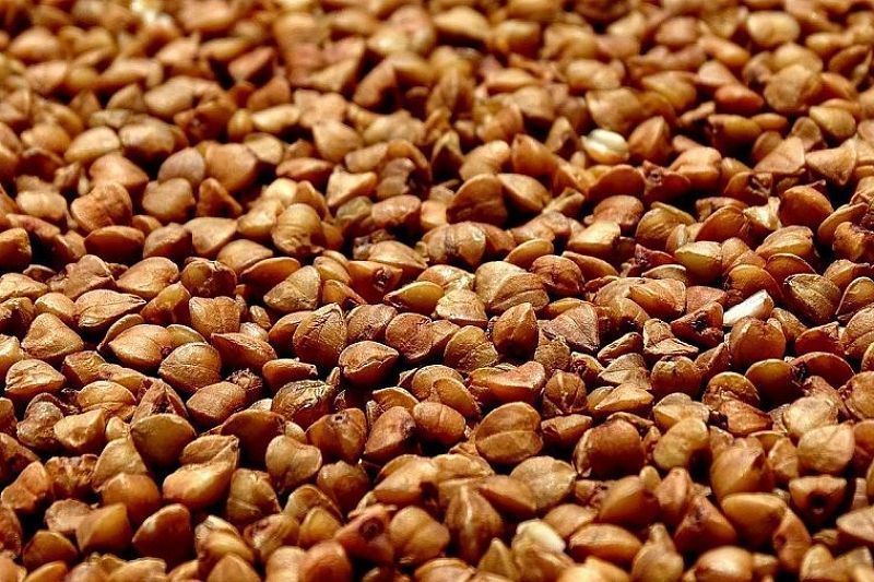 Təbii möcüzə   "Qreçka cücərtisinin" faydaları