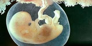 Alimlər yumurtahüceyrəsiz embrion yaratmağı  bacardılar