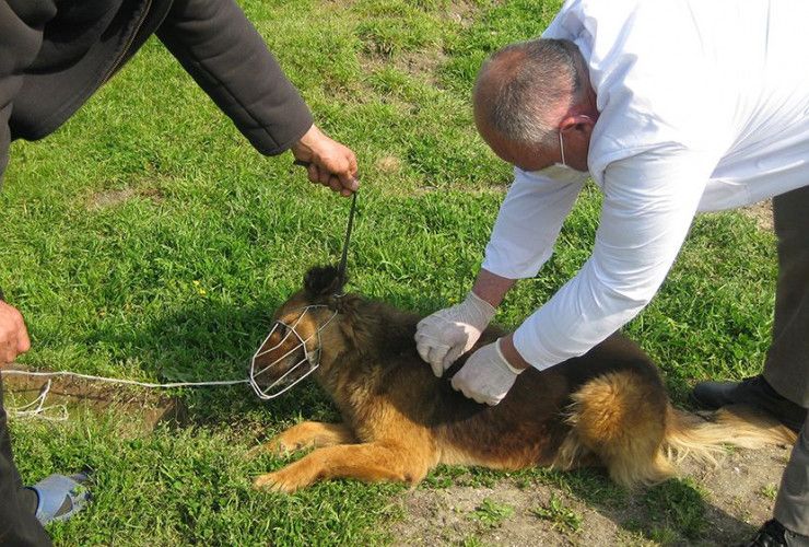 28 sentyabr  Ümumdünya Quduzluq Xəstəliyi ilə    Mübarizə Günü