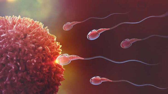 Arıqlamaq sperma sayını iki dəfə artırır -  Alimlər
