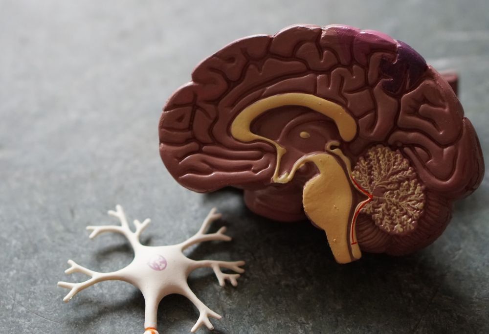 İnsan və meymununun hibrid beyni  yaradıldı
