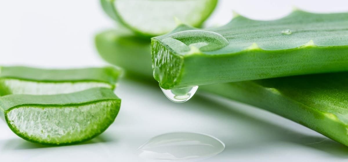 Aloe vera yarpaqlarında xərçəng yaradan    maddə var