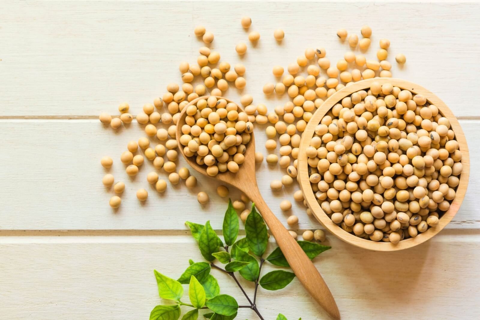 Soya bitkisi nədir?   –  Bədən üçün faydaları