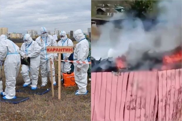 Rusiyada qorxulu xəstəlik yayılır -  Minlərlə donuz yandırıldı 