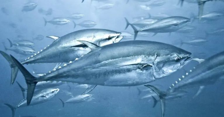 Tuna balığı yeməzdən öncə iki dəfə düşünün!  