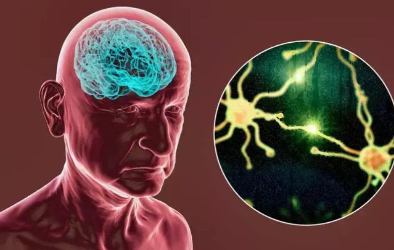 Beyin hüceyrələrini 5 dəfə artırmağın yolları  