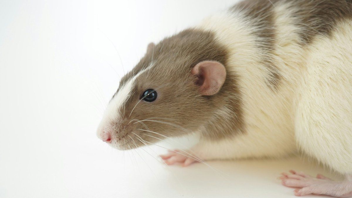 Dünyada yayılan Siçan Hepatitindən    necə qorunmalı?