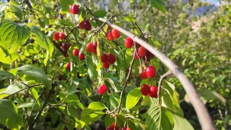 Ürəyi ağrıyanlar hər gün bu meyvədən yesinlər! –  Görün hansı faydaları var