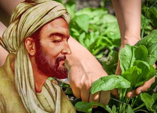 İbn Sinanın möcüzəvi hesab etdiyi göyərti –  Hansı faydaları var?