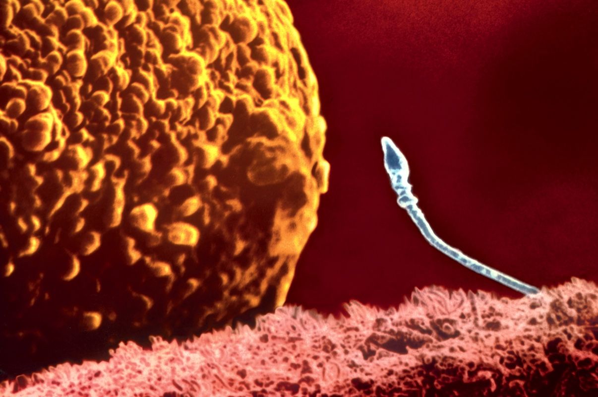  Kişilərdə sperm keyfiyyətini artıran    super dieta
