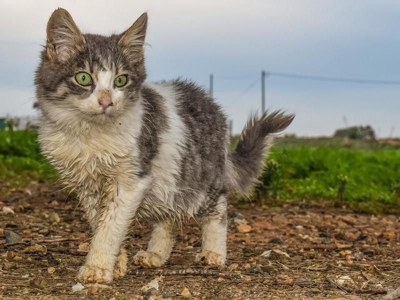ABŞ-da quş qripi heyvanlara keçdi  -  2 pişik öldü