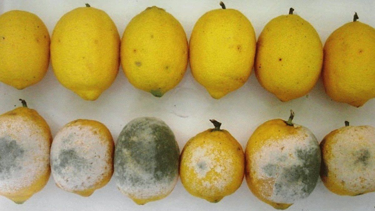 Bu üsulla limon daha təzə və sulu  qalacaq